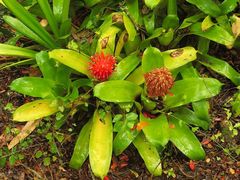 Billbergia pyramidalis