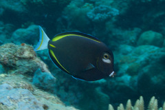 Acanthurus nigricans