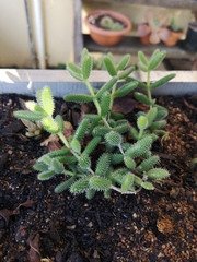 Delosperma echinatum