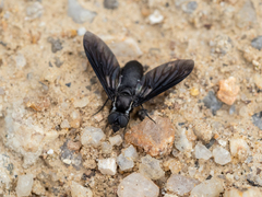 Pseudopenthes hesperis