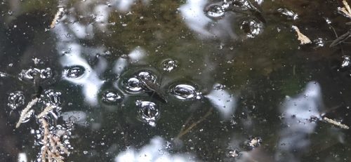 iNaturalist observation photo of North American Common Water Strider
