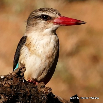 iNaturalist image