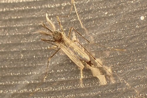 Culex, 2026-07-22