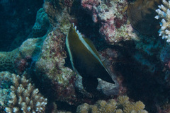 Heniochus varius
