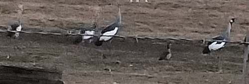 iNaturalist image