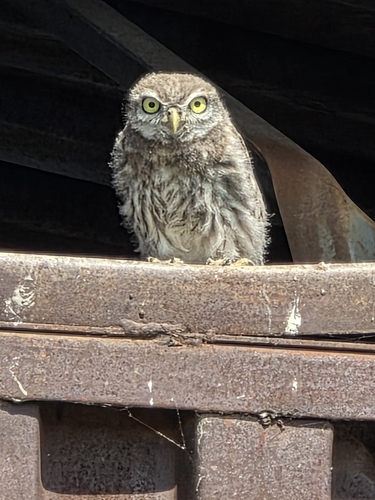 Little Owl