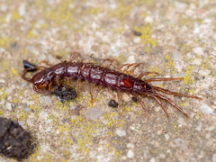 Lithobius peregrinus