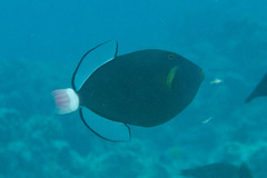 Melichthys vidua