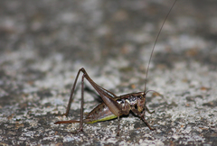 Pachytrachis tumidus