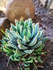 Aloe brevifolia