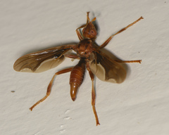 Pyrgota undata