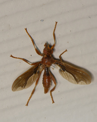 Pyrgota undata