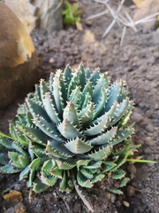 Aloe brevifolia