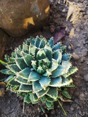 Aloe brevifolia