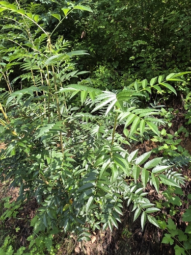 Sorbus japonica observed 2026-07-23