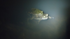 Rhinella granulosa