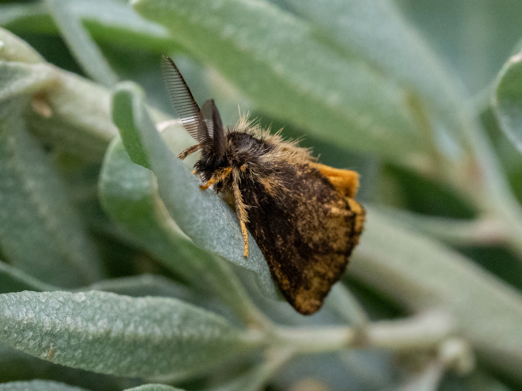 coastal brown-tail moth