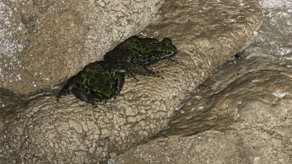 Odorrana nanjiangensis