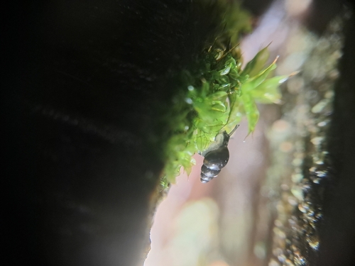 Tornatellinops novoseelandicus observed 2026-07-23