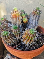 Euphorbia stellispina