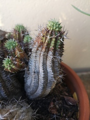 Euphorbia stellispina