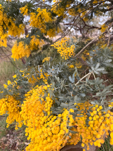 Cootamundra wattle