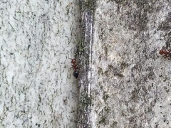 Crematogaster schmidti