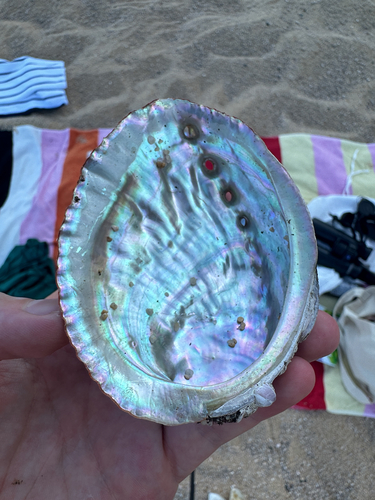 Haliotis gigantea observed 2026-07-23
