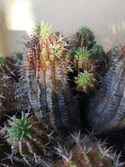 Euphorbia stellispina