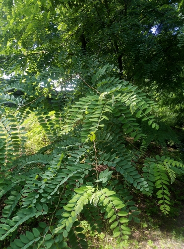 black locust