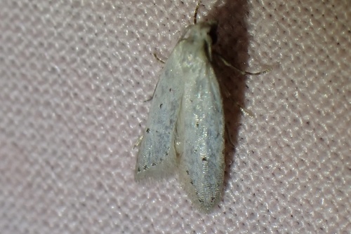 Carposina gracillima observed 2026-07-22