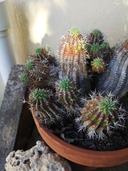 Euphorbia stellispina