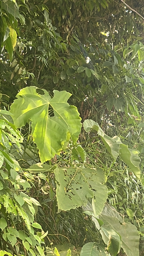 Giant Mahang