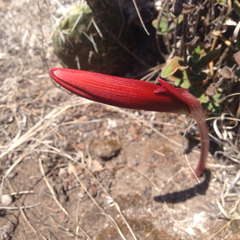 Sprekelia formosissima