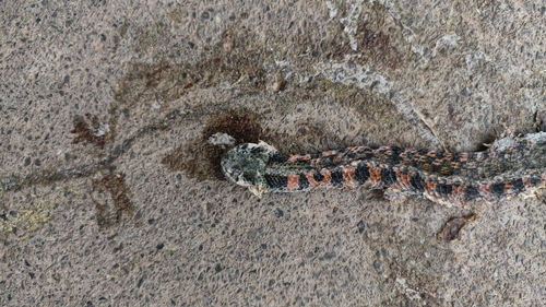 Chinese Tiger Keelback