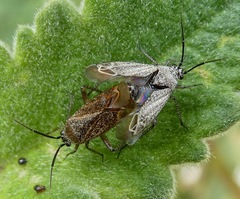 Pseudopsallus angularis