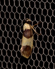 Telecrates laetiorella