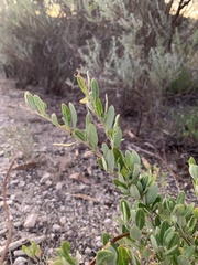 Chenopodium baccatum