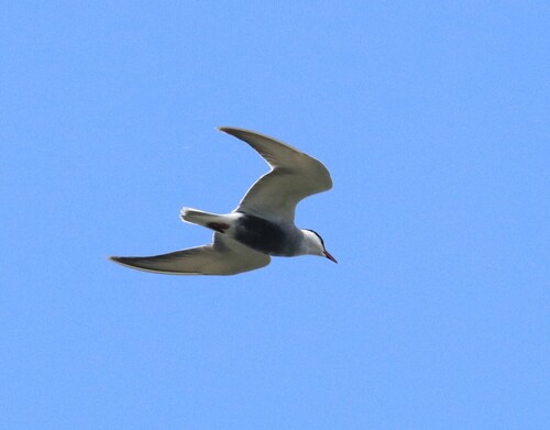 iNaturalist image