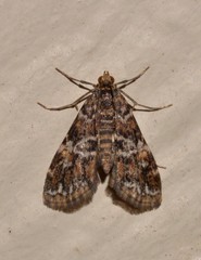 Elophila difflualis