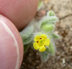 Mimetanthe pilosa