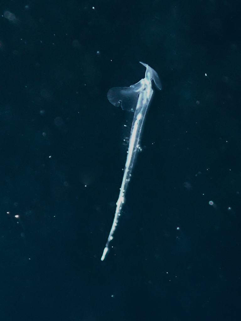 Creseidae