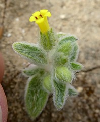 Mimetanthe pilosa