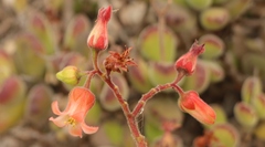 Cotyledon tomentosa
