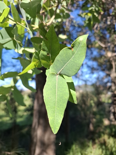 Angophora subvelutina observed 2026-07-19