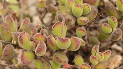 Cotyledon tomentosa