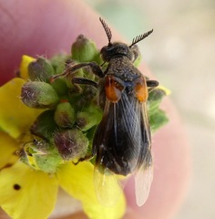 Ripiphorus