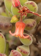 Cotyledon tomentosa