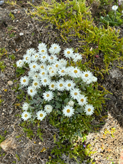 Anaphalis nepalensis, photograph author not stated, no rights reserved