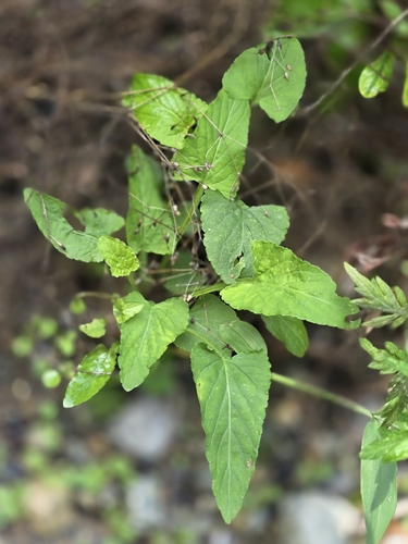 Viola mandshurica observed 2026-07-23